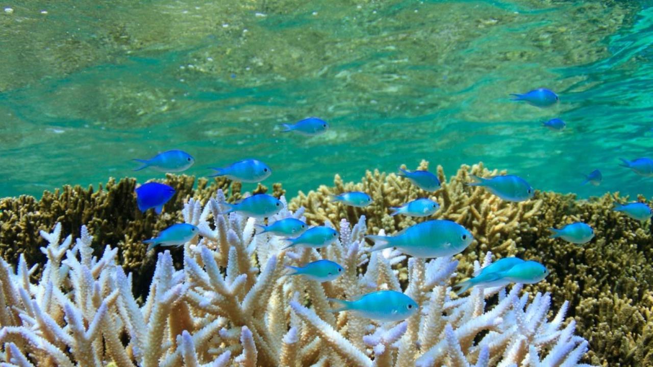 Allamanda Imgya Coral Village Miyakojima  Buitenkant foto